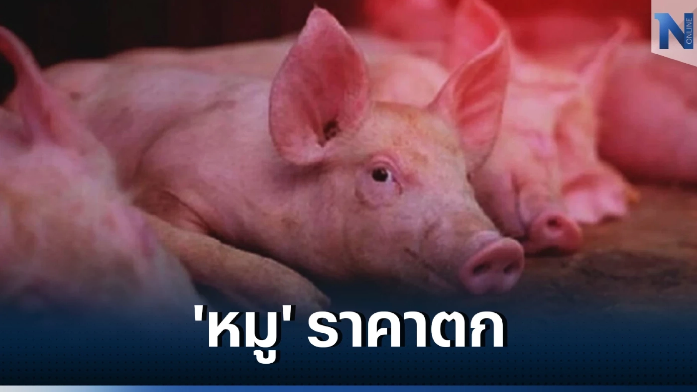 อึ้ง"หมูเถื่อน" 4.5 ล้านกก.ทะลักหนัก คนเลี้ยงหมูสาหัส นัดรวมพลบุกทำเนียบฯ