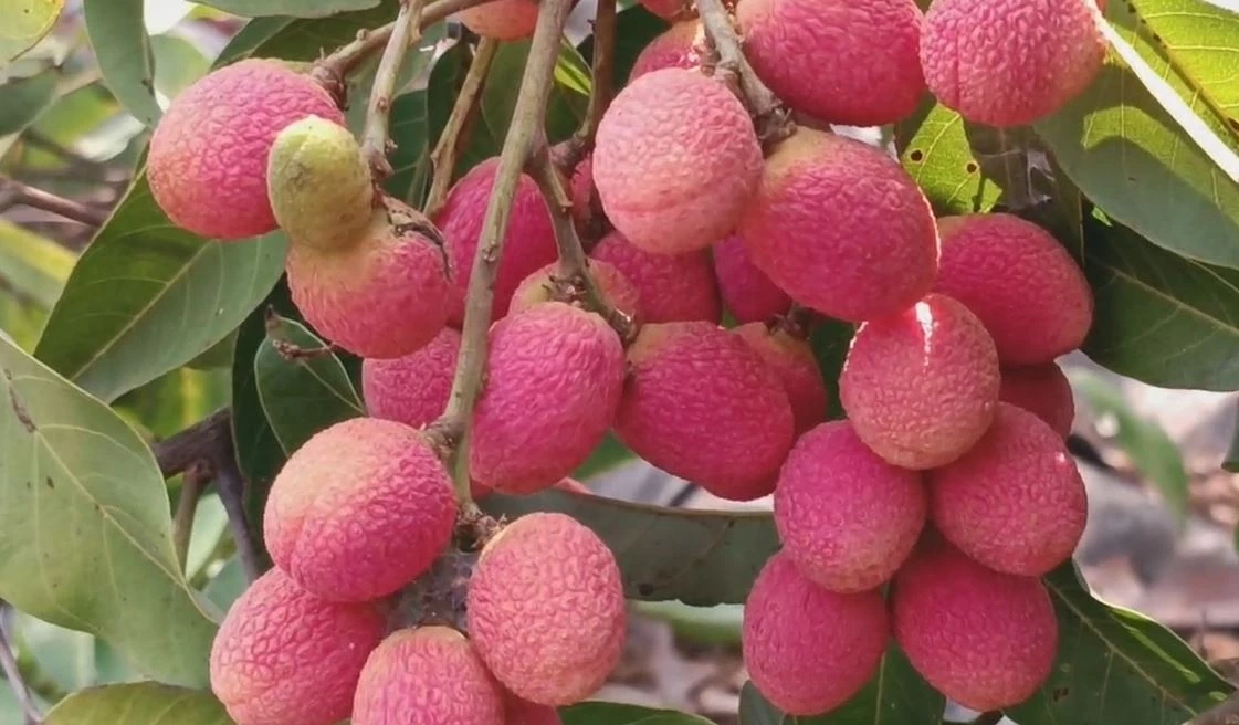 หากินยาก "คอแลน" ผลไม้ป่า 1 ปีมีครั้ง ออเดอร์เต็มทุกปี