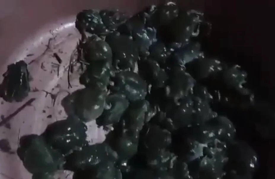 ฝนตกหนัก ชาวบ้านแห่จับ "อึ่งอ่าง" ขายสร้างรายได้ ทำเมนูเด็ด