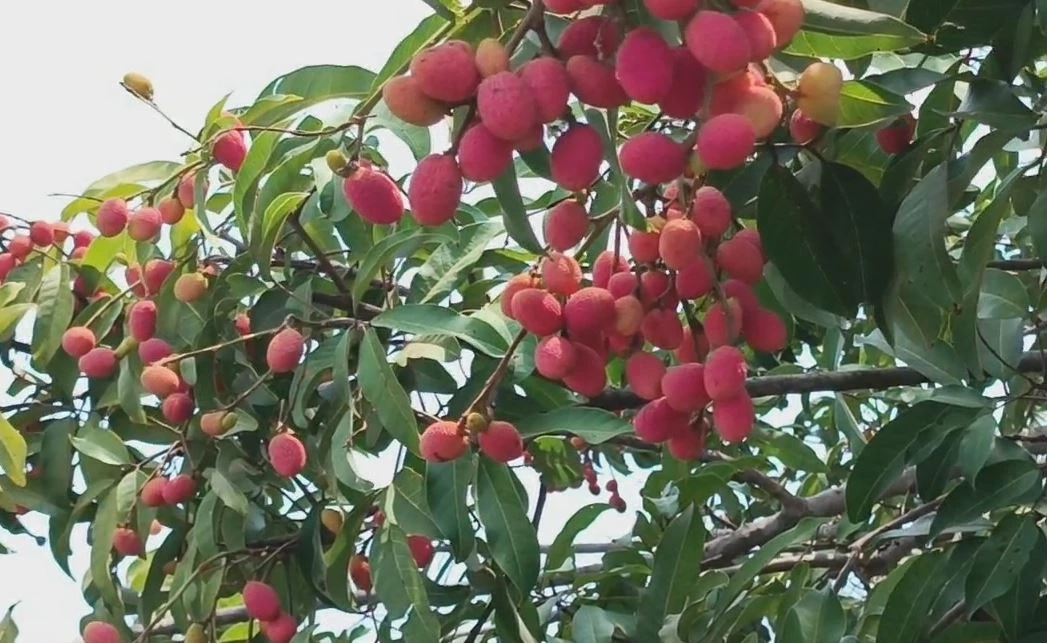 หากินยาก "คอแลน" ผลไม้ป่า 1 ปีมีครั้ง ออเดอร์เต็มทุกปี