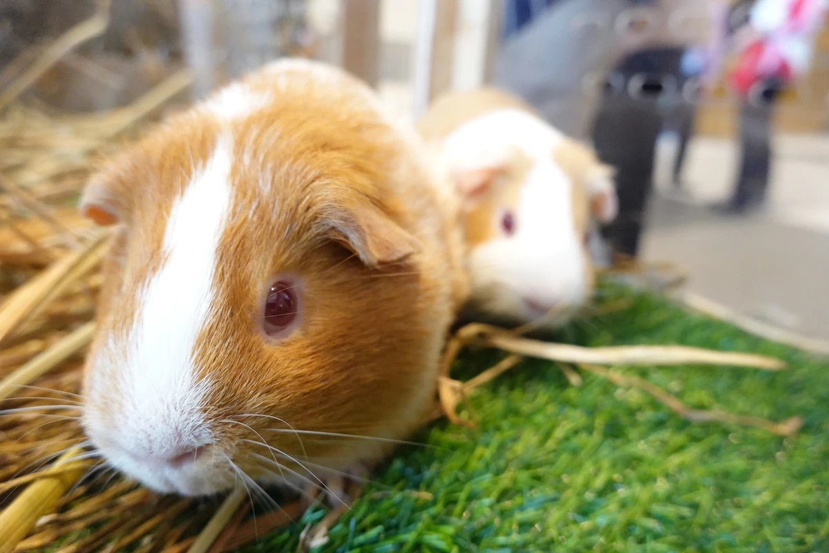 ปักหมุดจัด “Pet Expo Thailand 2023” พฤษภาคมนี้