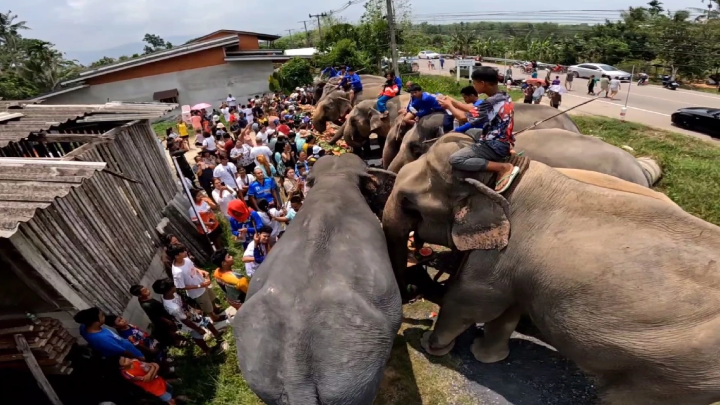 จัดพิธีทำขวัญ-บุฟเฟต์ช้าง ที่เดียวใน จ.ตรัง