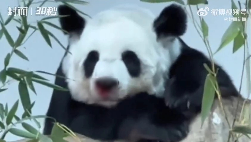 สวนสัตว์เชียงใหม่ แจงภาพ 'หลินฮุ่ย' มีเลือดกำเดาไหล ยืนยันดูแลอย่างดี