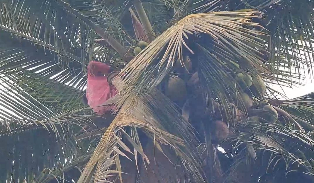 สุดทึ่ง! คุณตาวัย 70 รับจ้างปีนต้นมะพร้าวด้วยมือเปล่า ไต่ระห่ำวันเดียว 30 ต้น