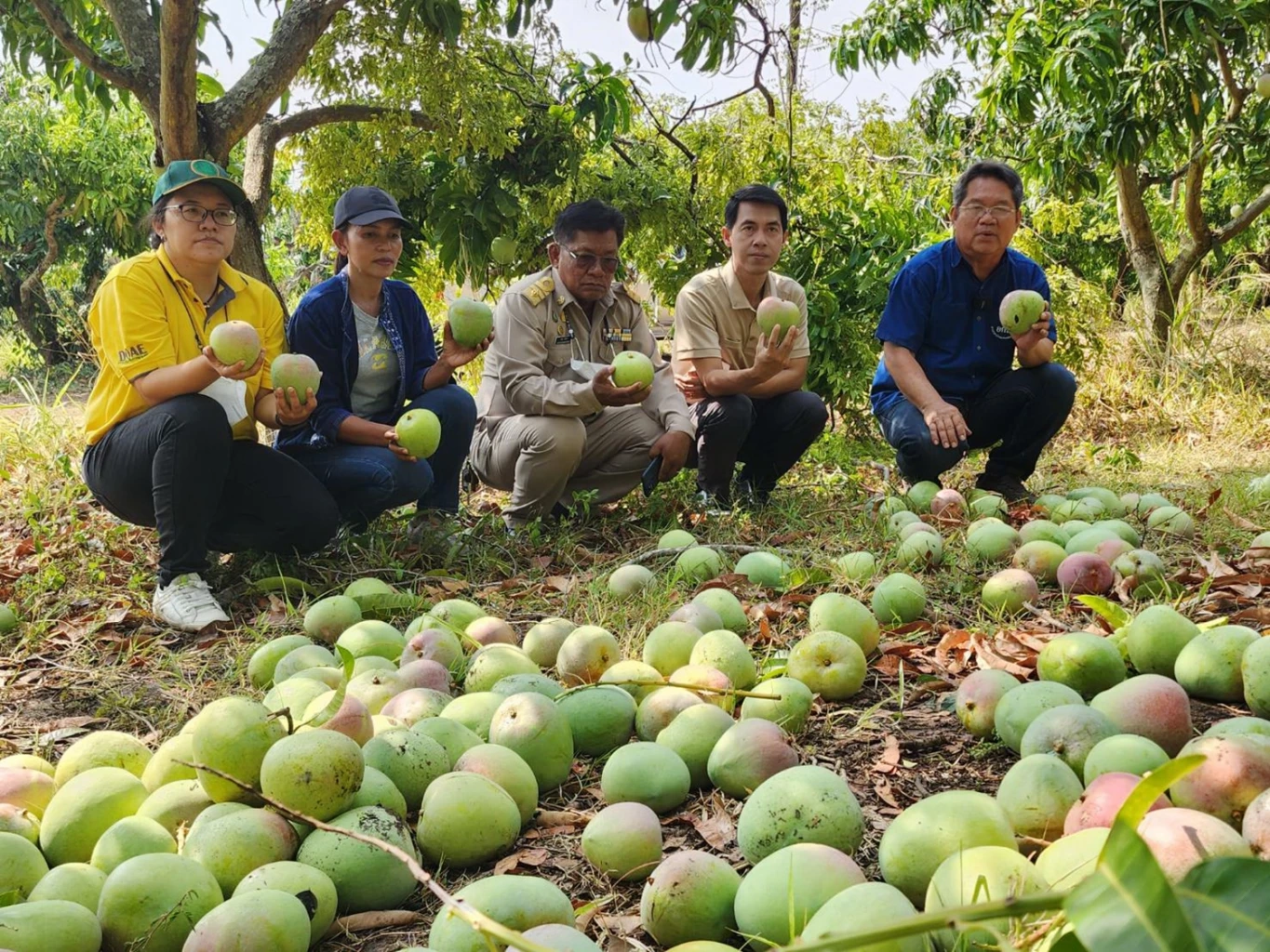 ชาวสวนมะม่วงพิจิตรฝันสลาย พายุพัดถล่มผลผลิตเสียหายยับ วอนรัฐช่วย