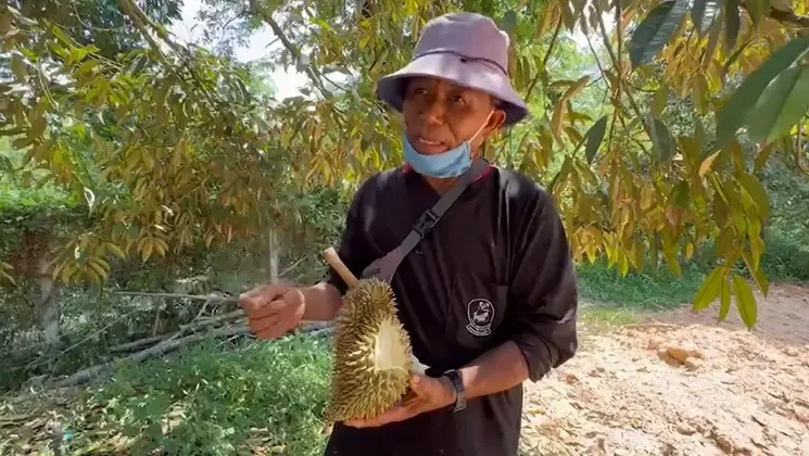 โจรแสบ แอบลักตัดทุเรียนสวยแต่ไม่แก่นับ 100 ลูก ไปหลอกขายเป็นทุเรียนอ่อน