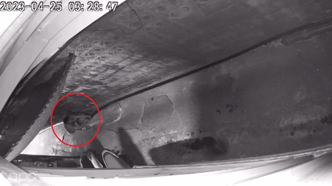 เปิดภาพวงจรปิด คนร้ายตีเนียนเป็นคนตกปลา ลักตัดสายไฟเสียหายกว่า 2 ล้าน