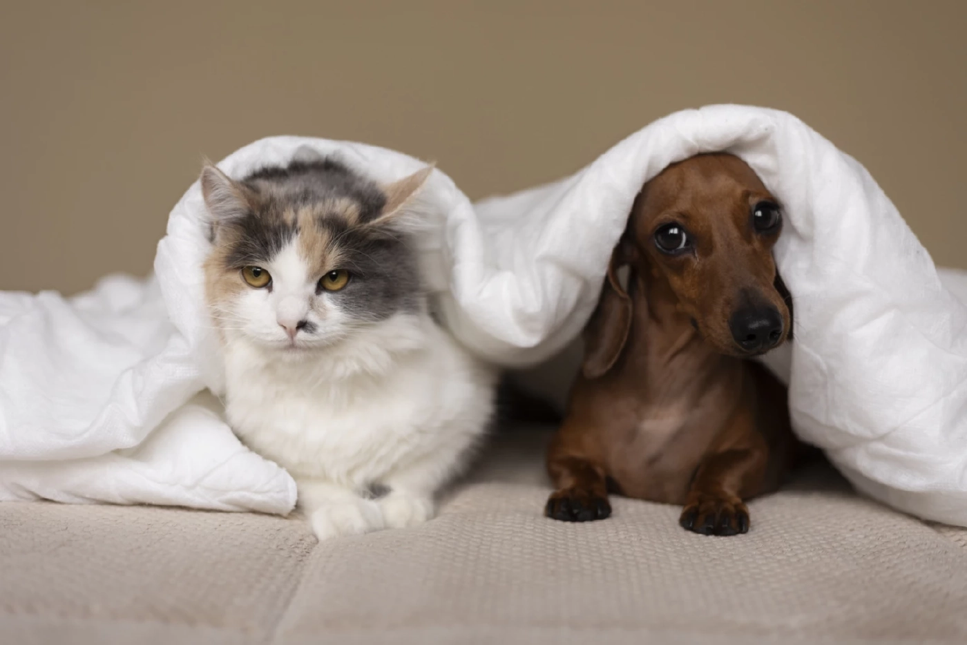 โรคที่ไม่ควรมองข้ามในสัตว์เลี้ยง “ภัยเงียบ” ที่ผู้เลี้ยงสัตว์ควรระวัง