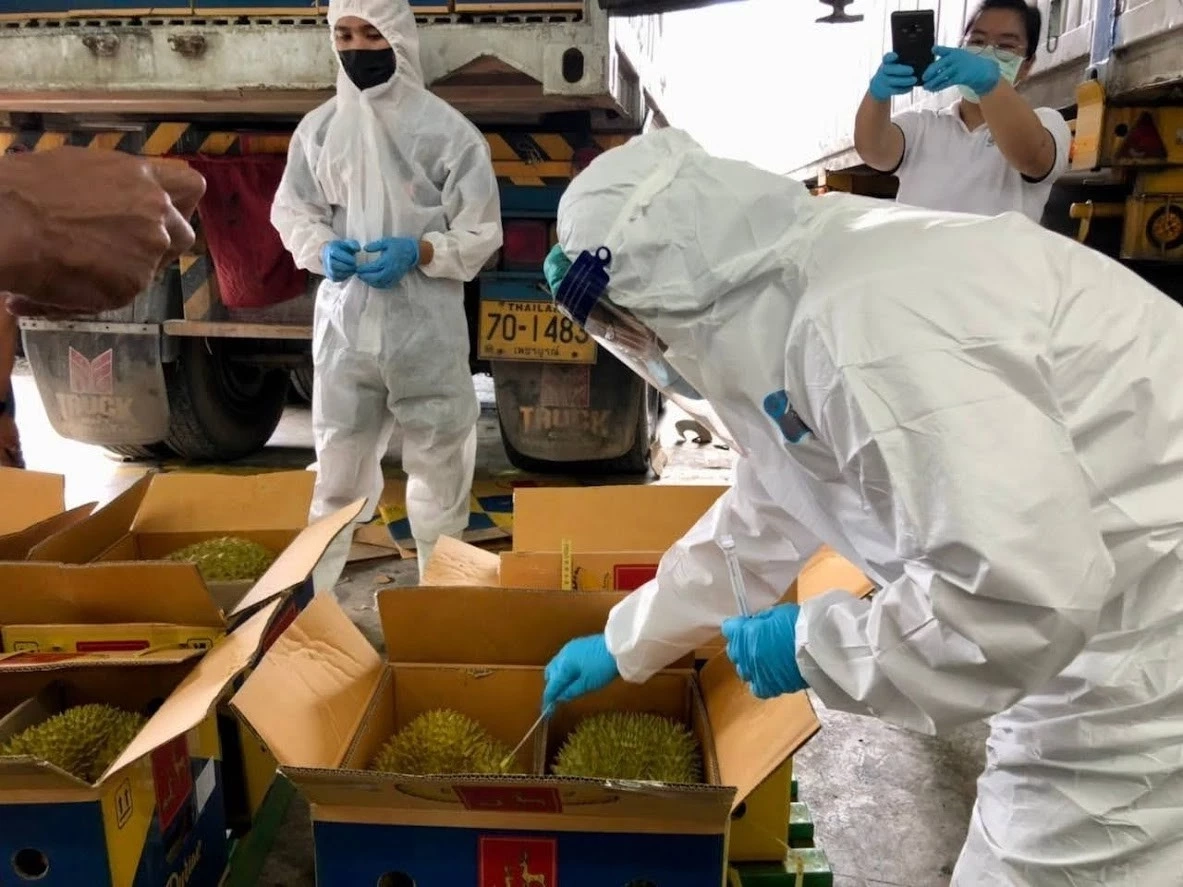 "ปลาช่อนไทย"  ฮอตในเวียดนาม เปิดโควตารับซื้อเพิ่มกว่า 100 ตัน