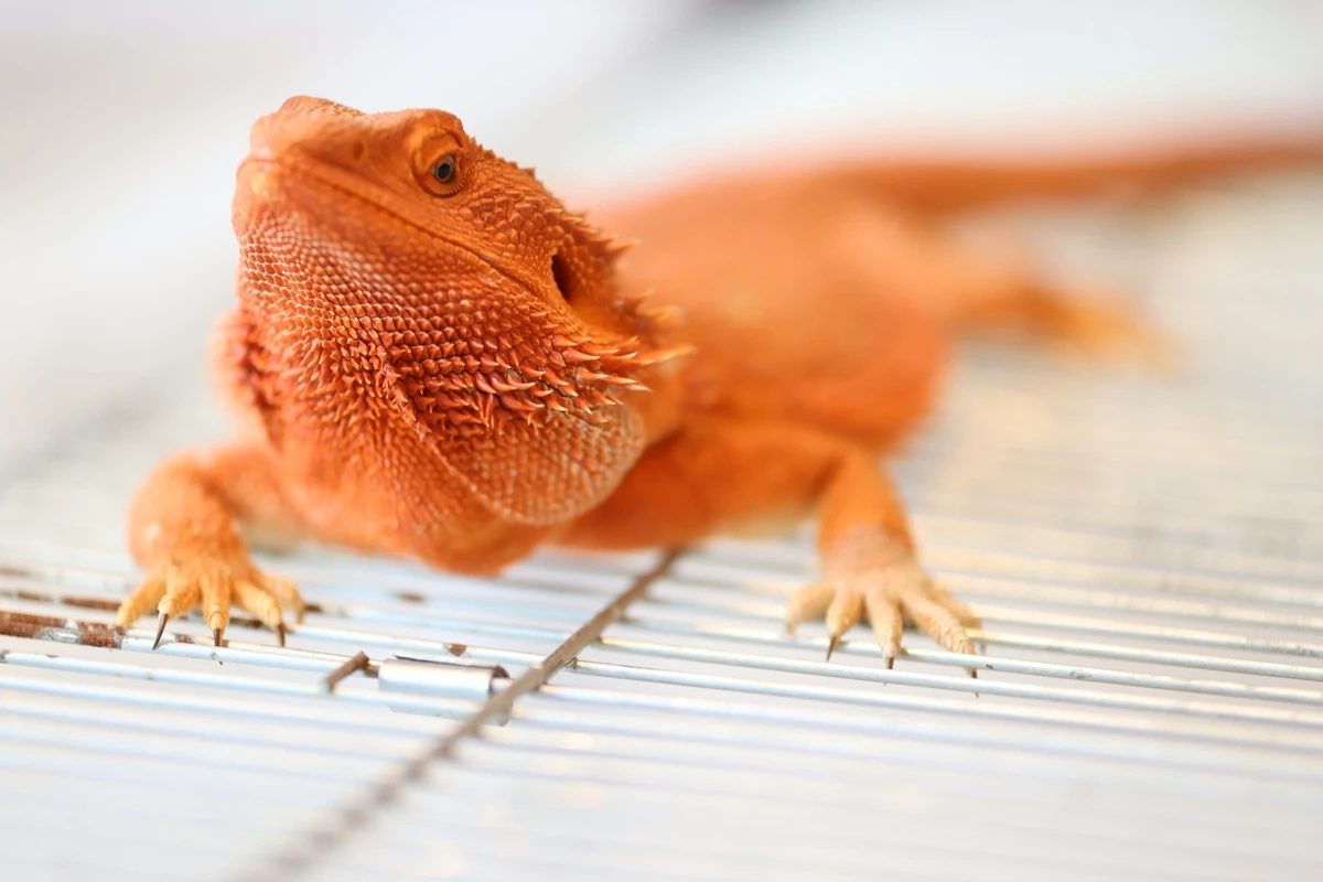 ปักหมุดจัด “Pet Expo Thailand 2023” พฤษภาคมนี้