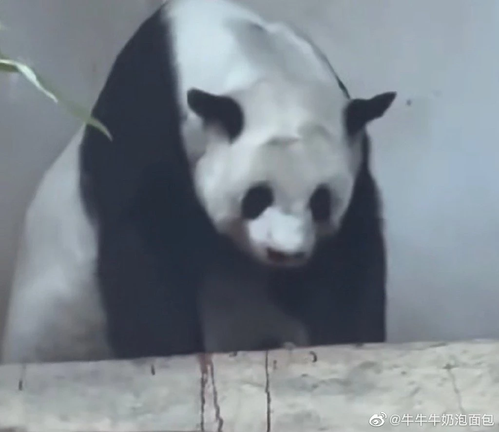 นักท่องเทียวชาวจีน ถ่ายภาพและคลิปวิดิโอ &quot;หลินฮุ่ย&quot; ก่อนเสียชีวิต