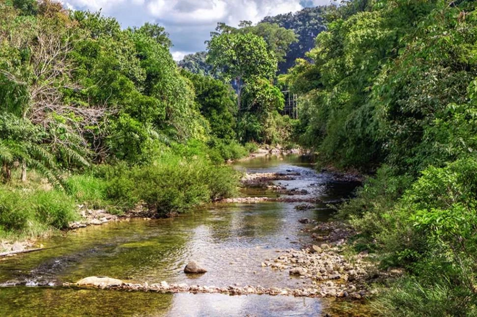 ปกป้องป่าด้วย 'แนวกันไฟ' ตัวช่วยลดการสูญเสียทรัพยากร