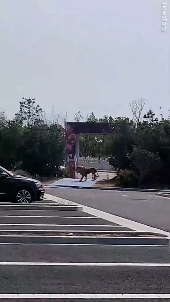 หนีสุดชีวิต! สิงโตละครสัตว์หลุดออกไปหาคนดู (คลิป)