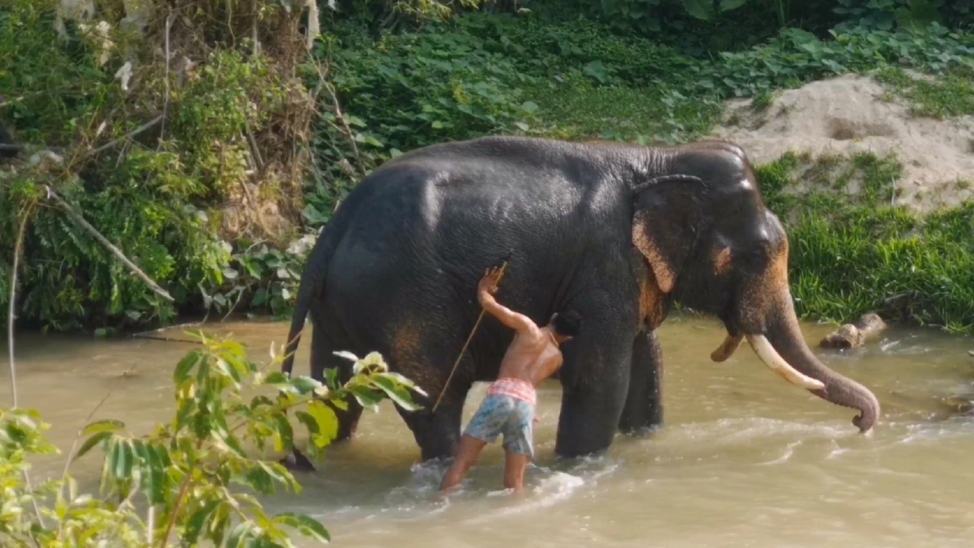 จัดพิธีทำขวัญ-บุฟเฟต์ช้าง ที่เดียวใน จ.ตรัง