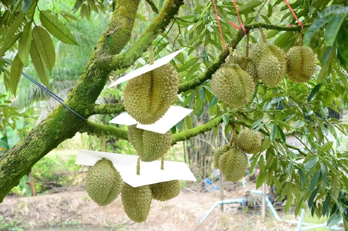 คต. แนะผู้ส่งออกทุเรียน ขอรับรองถิ่นกำเนิดสินค้า ใช้สิทธิลดภาษี FTA 