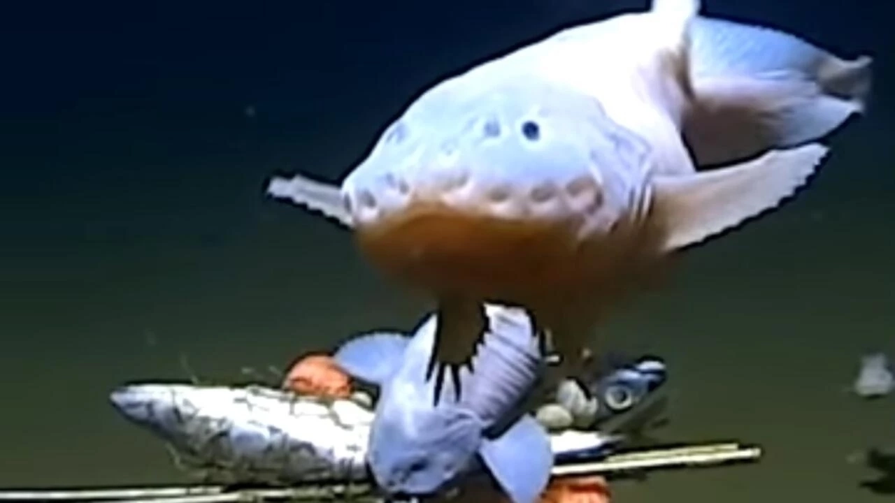 เผยคลิปปลาที่อยู่ท้องทะเลลึกสุดเท่าที่เคยมีมานอกชายฝั่งญี่ปุ่น ( มีคลิป )