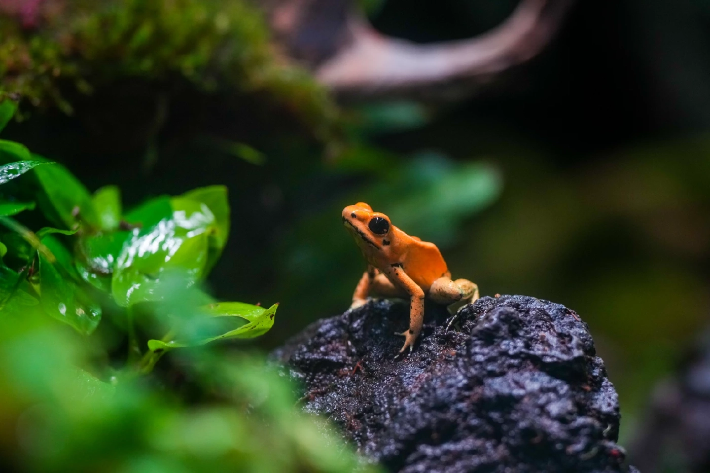 แน็ก ชาลี พาหลานรัก น้องอาเธอร์ บุก Rainforest โฉมใหม่