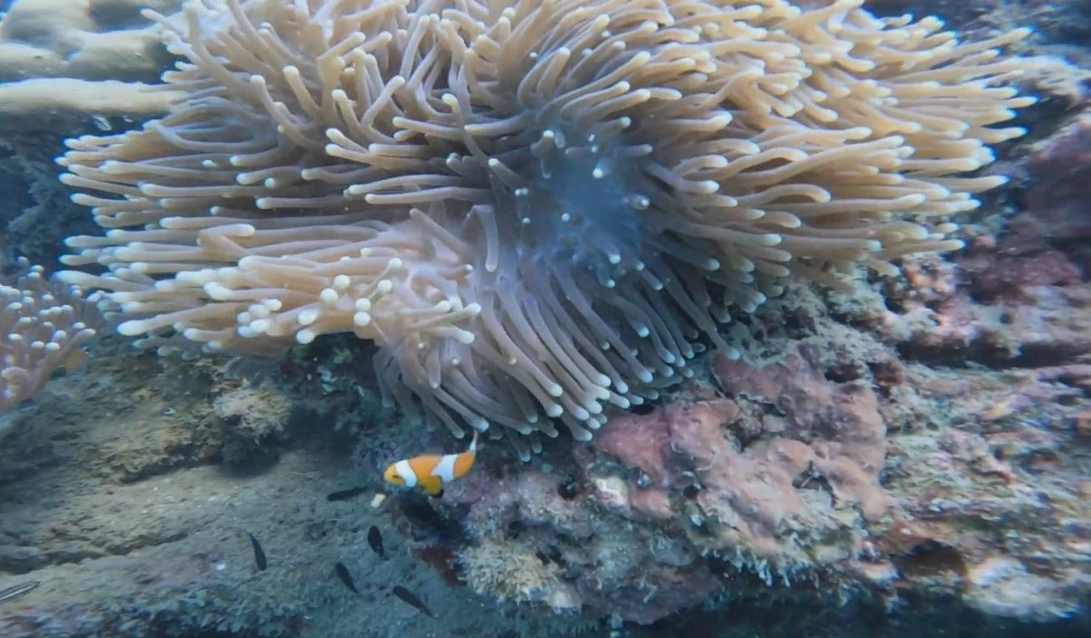 เตรียมจัดดำน้ำ "เกาะกระดาน" สร้างสถิติโลก หวังเร่งฟื้นฟูเศรษฐกิจ จ.ตรัง