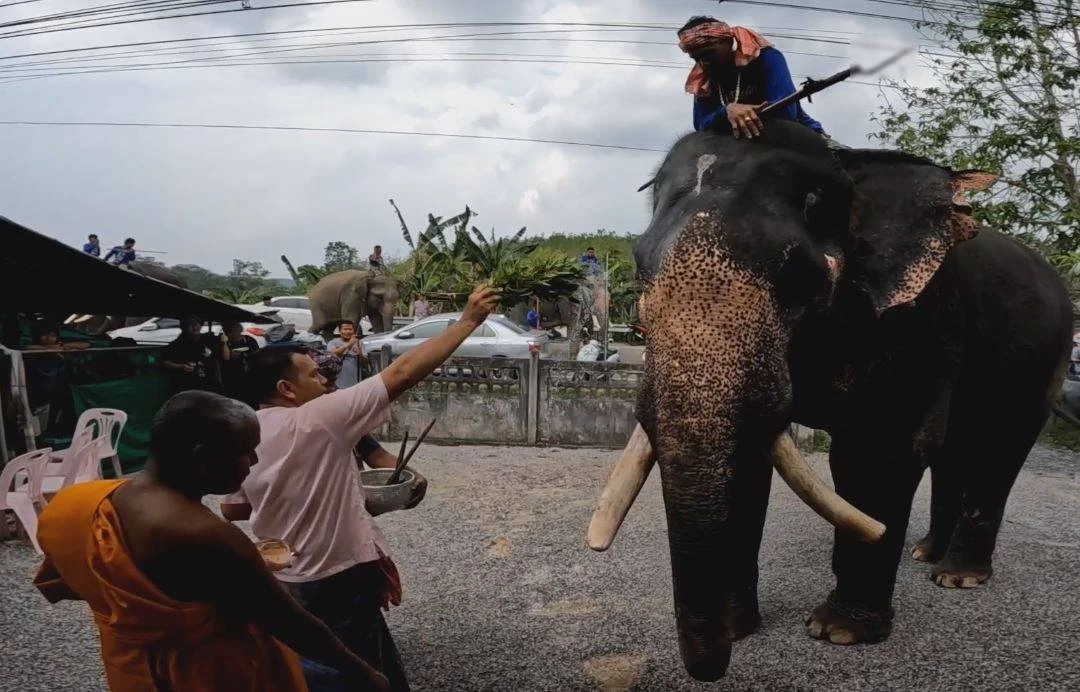 จัดพิธีทำขวัญ-บุฟเฟต์ช้าง ที่เดียวใน จ.ตรัง