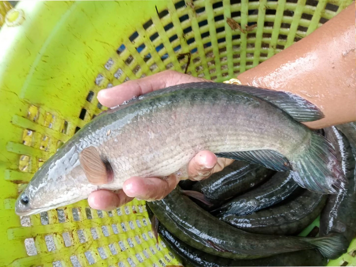 "ปลาช่อนไทย"  ฮอตในเวียดนาม เปิดโควตารับซื้อเพิ่มกว่า 100 ตัน