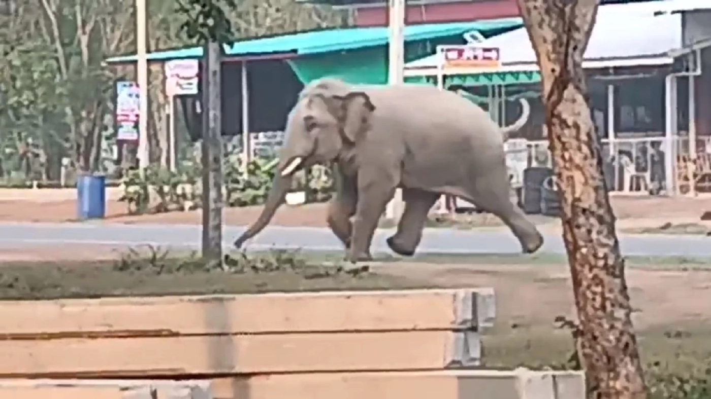 โกยฝุ่นตลบ! ภาพความน่ารัก ช้างป่าวิ่งหนีฝูงสุนัขเจ้าถิ่น (มีคลิป)