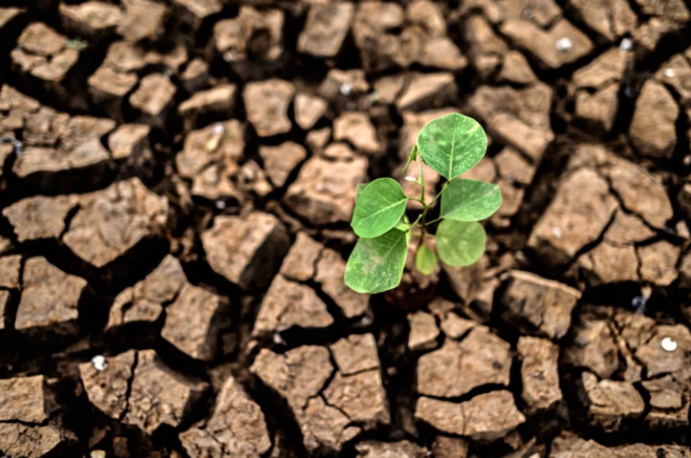 Drought : ภัยแล้งในประเทศไทยกับพืชที่ควรปลูก