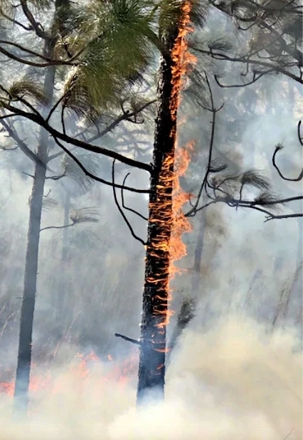 ปกป้องป่าด้วย 'แนวกันไฟ' ตัวช่วยลดการสูญเสียทรัพยากร