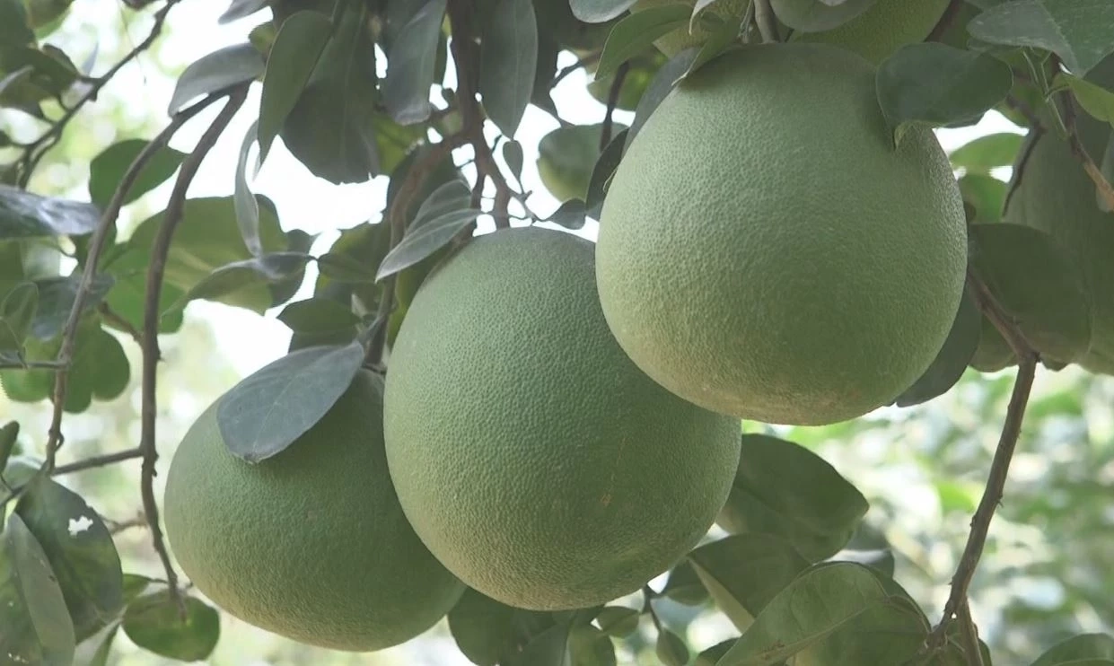 ตลาดส่งออก "ส้มโอ" อนาคตยังสดใส ทำเงินปีละกว่า 400 ล้านบาท