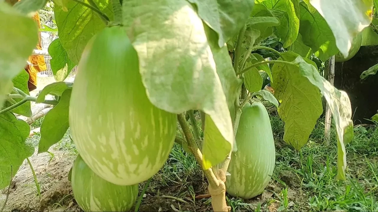 โค้งสุดท้าย หวยเด็ด เลขเด็ดงวดนี้ 1/4/66 รอลุ้นโชค ใครจะเป็นเศรษฐีคนใหม่ รู้กันวันนี้!