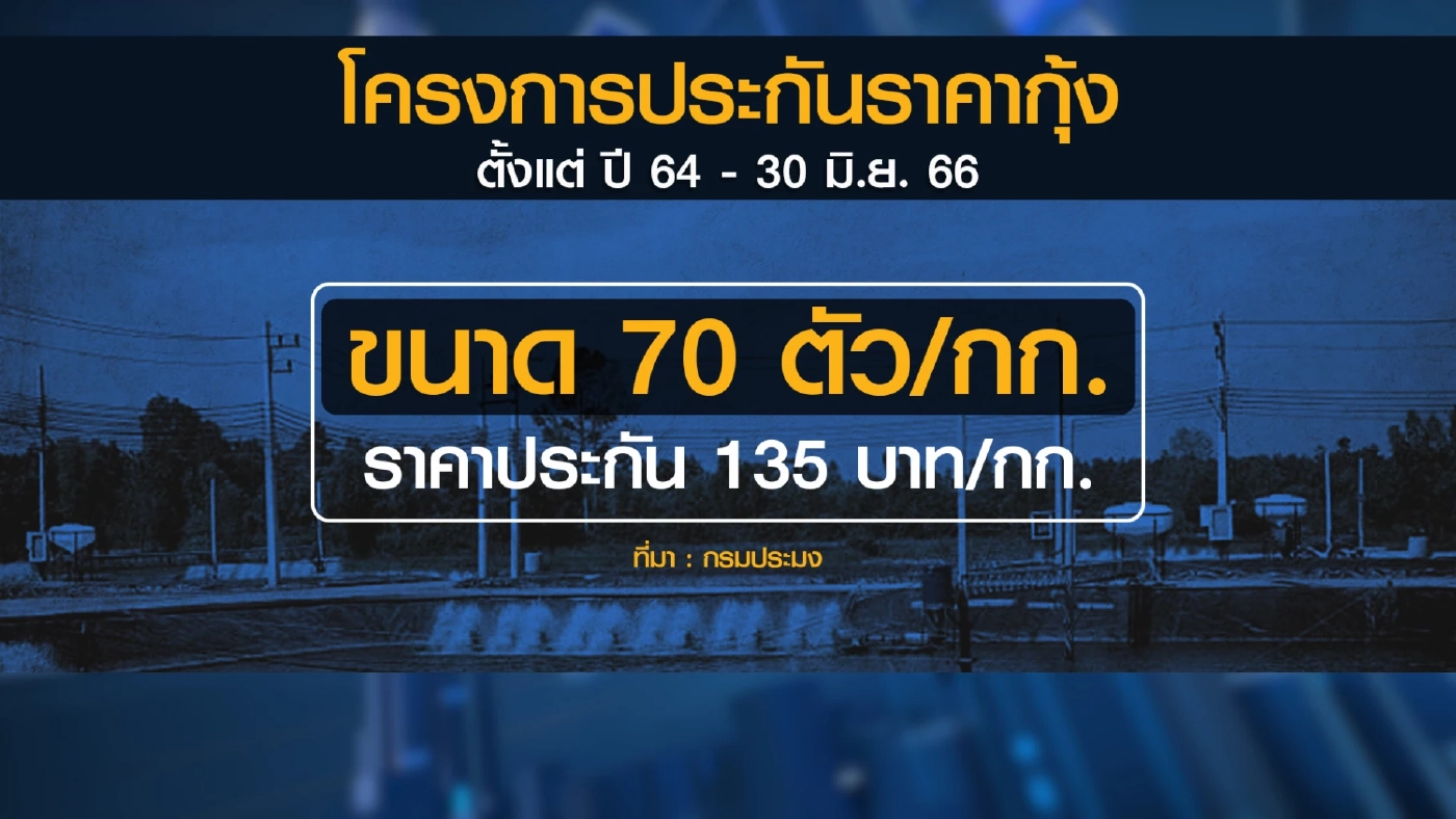 พาณิชย์ชี้แจงข่าว กุ้งกระบี่ราคาตก 40-50 บาท/กก.