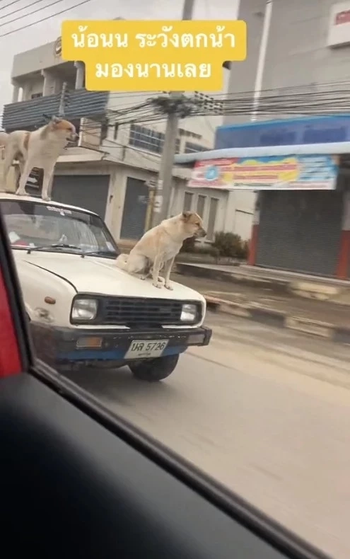 ทาสหมาเป็นห่วง น้อนนั่งหน้ากระโปรงรถ อีกตัวยืนบนหลังคา กลัวน้องพลาดตกรถ