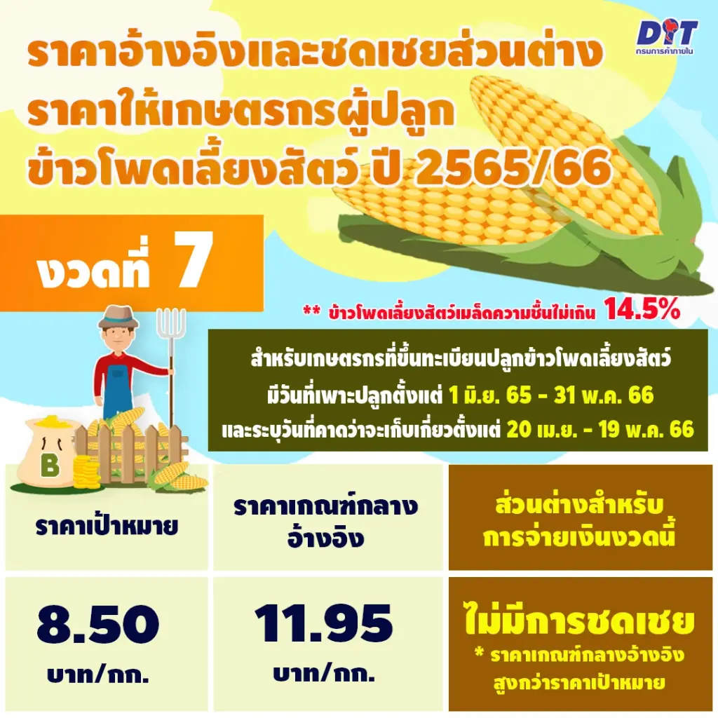 พาณิชย์เคาะประกันรายได้ "ข้าวโพดเลี้ยงสัตว์" งวด 7 ราคาเท่าไหร่เช็กที่นี่