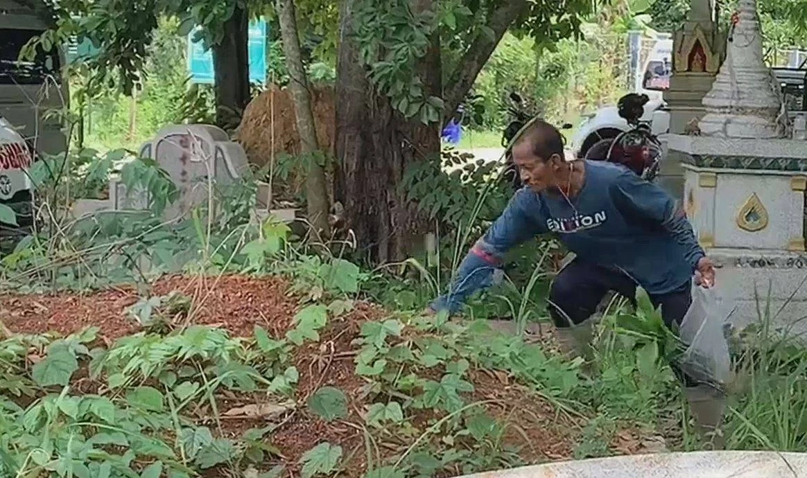 ไม่เกรงใจผี? ลุงวัย 56 เก็บหัวกระทือในป่าช้า กิน-ขายสร้างรายได้