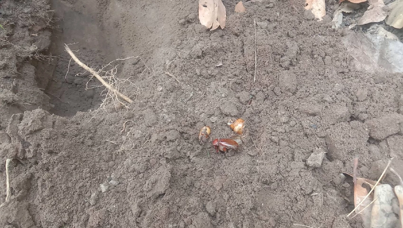 ฝนตกชุ่มฉ่ำ ชาวบ้านออกหาขุด "แมงจีนูน" มาปรุงอาหาร-แบ่งขายสร้างรายได้