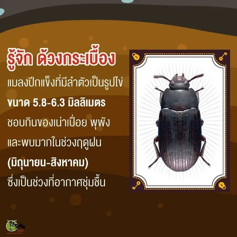แมลงปีกแข็งบุกโบสถ์เก่าแก่อายุมากกว่า 200 ปี วัด จ.ปราจีนบุรี
