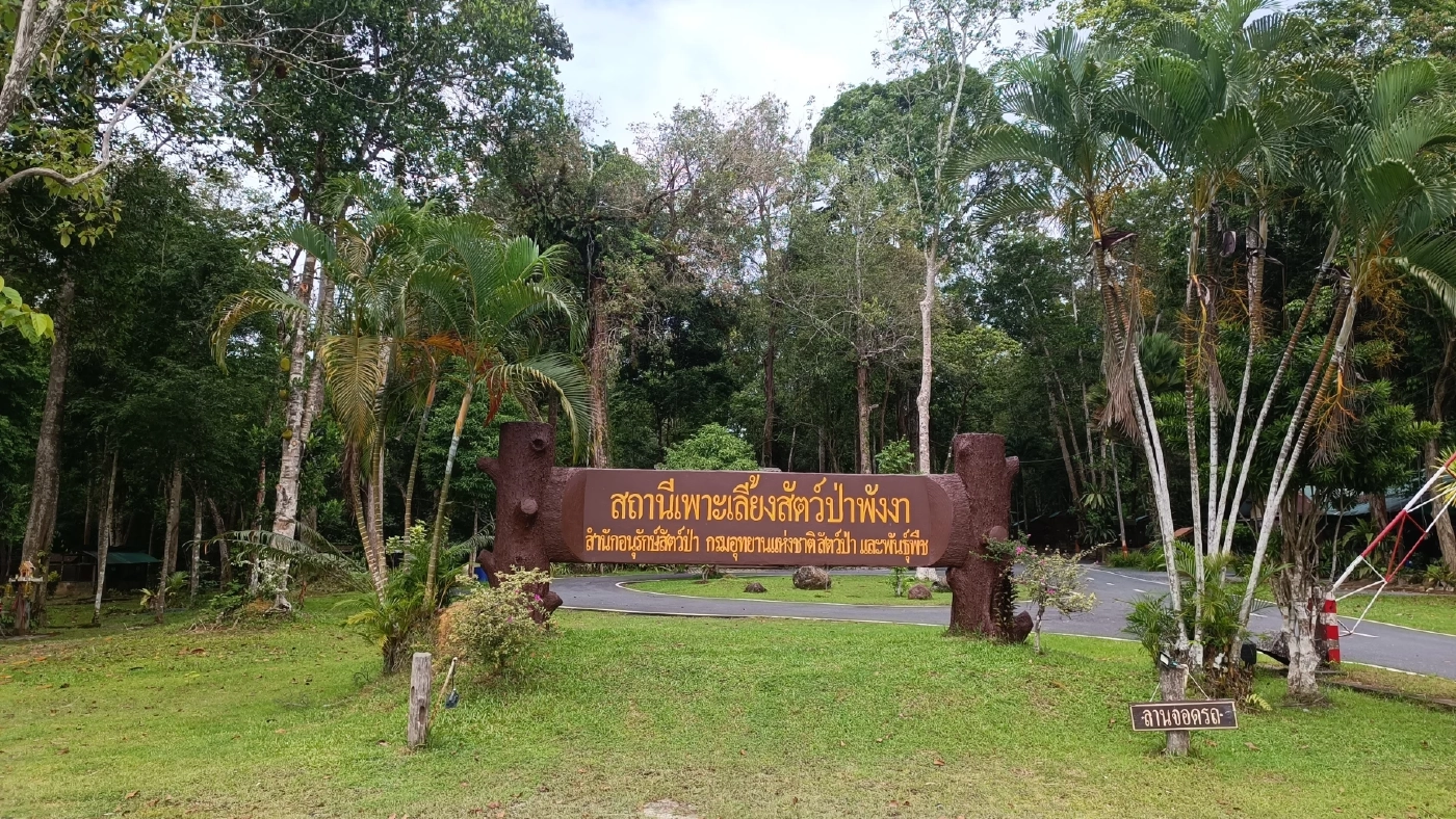 สถานีเพาะเลี้ยงสัตว์ป่าพังงา เร่งช่วยชีวิต "แมวดาว" ถูกรถชนบาดเจ็บหนัก