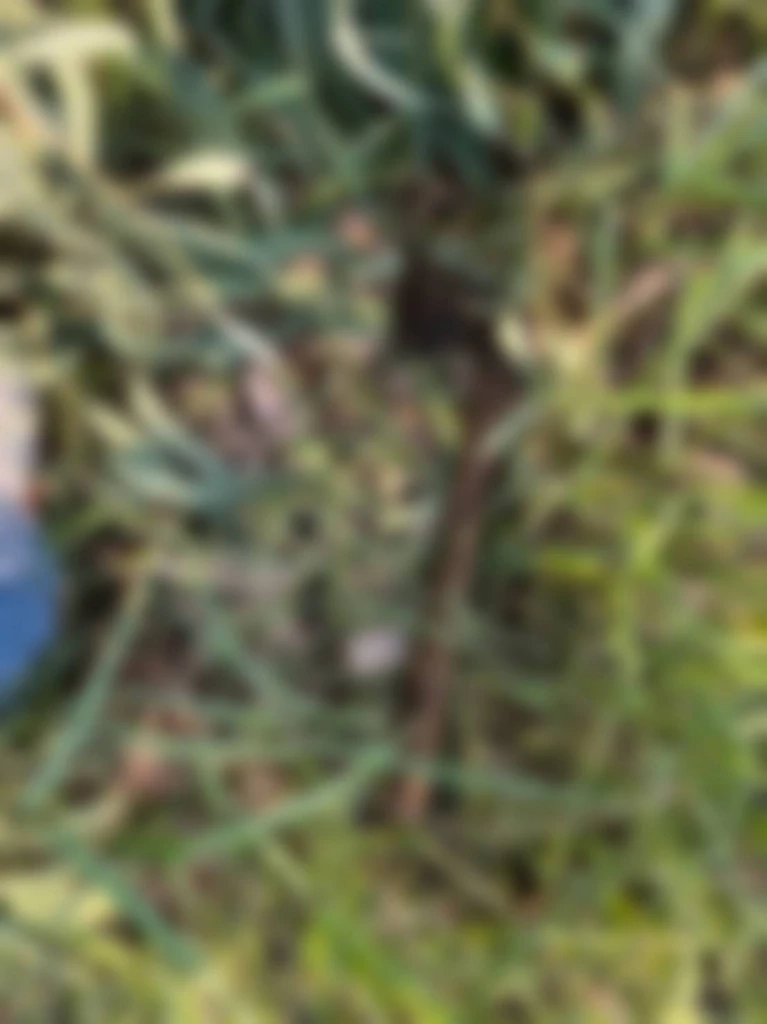 ขวานที่ใช้ก่อเหตุ