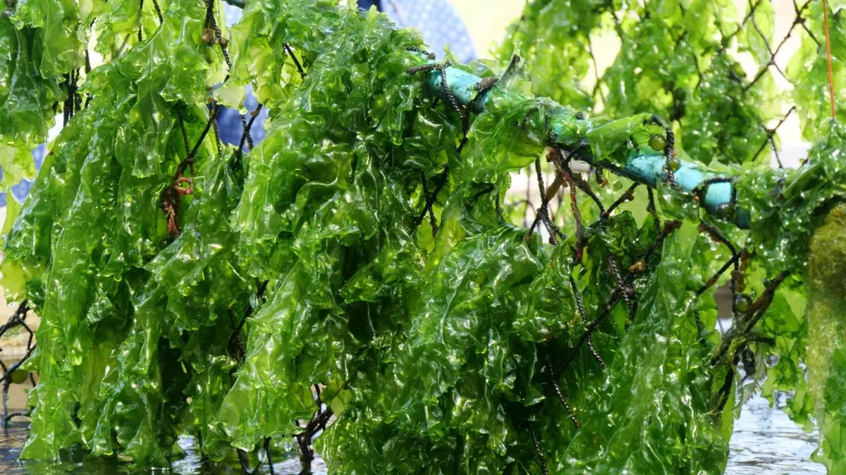 “สาหร่ายผักกาดทะเล” FUTURE FOOD แหล่งโปรตีนชั้นดีที่เป็นมิตรต่อโลก