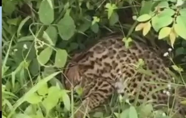 สถานีเพาะเลี้ยงสัตว์ป่าพังงา เร่งช่วยชีวิต "แมวดาว" ถูกรถชนบาดเจ็บหนัก