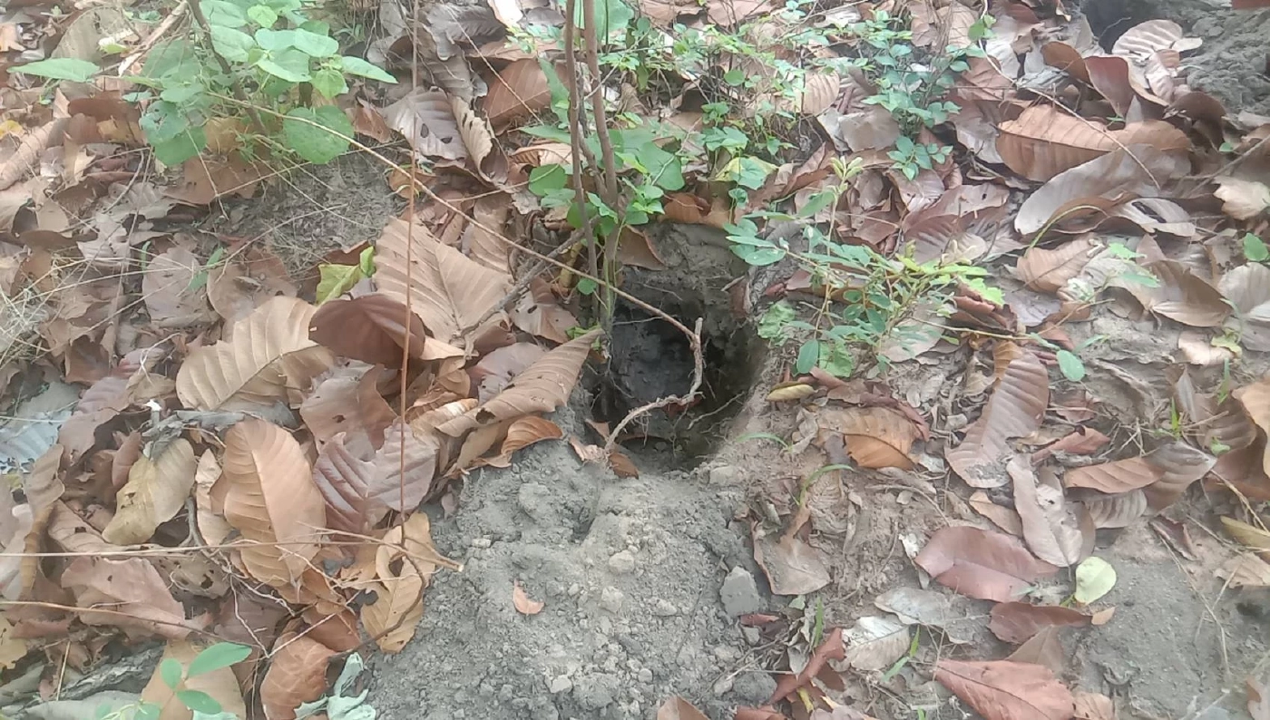 ฝนตกชุ่มฉ่ำ ชาวบ้านออกหาขุด "แมงจีนูน" มาปรุงอาหาร-แบ่งขายสร้างรายได้