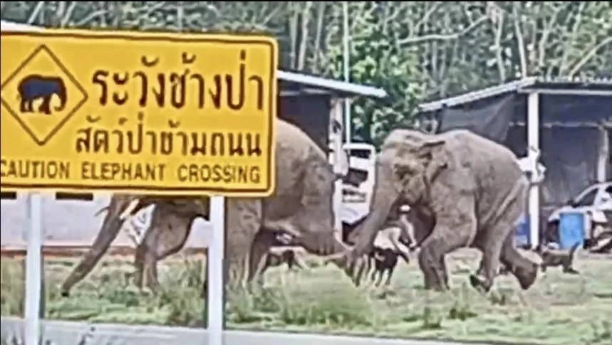 ภาพน่ารัก! ช้างป่าวิ่งหนีฝูงสุนัขเจ้าถิ่นไล่ต้อน หลังบุกหากินใจกลางชุมชน