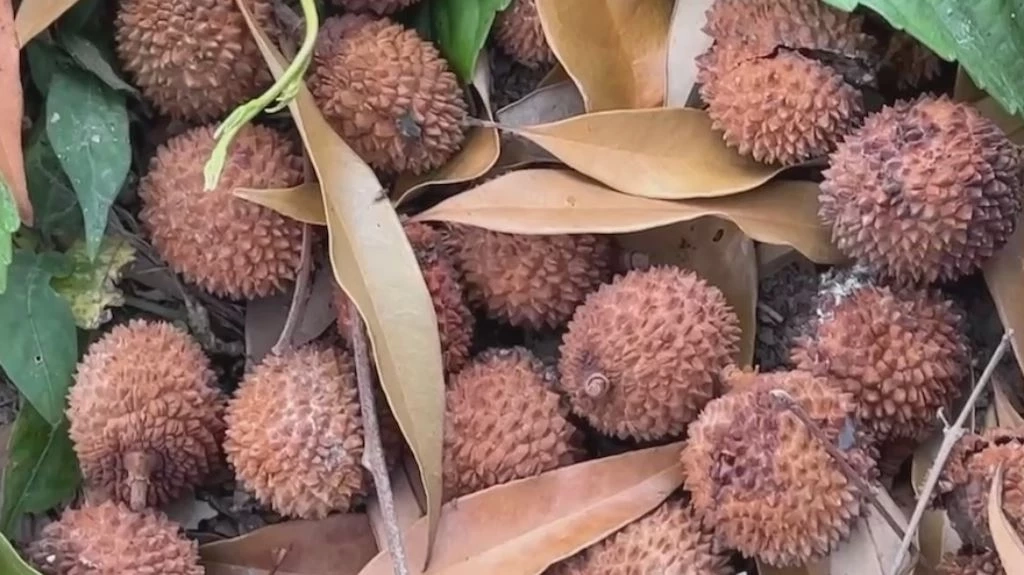 อากาศร้อนจัด ลิ้นจี่สมุทรสงครามยืนต้นตาย เสียหายครึ่งสวน