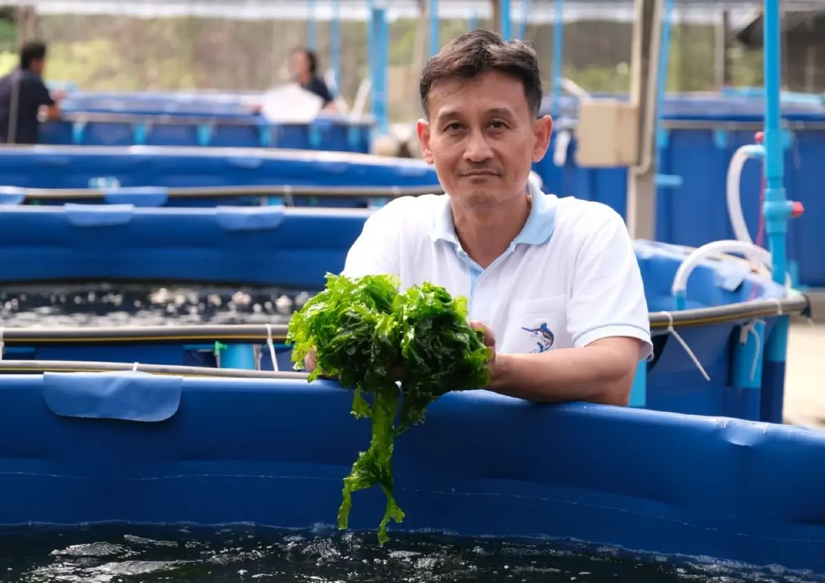 “สาหร่ายผักกาดทะเล” FUTURE FOOD แหล่งโปรตีนชั้นดีที่เป็นมิตรต่อโลก