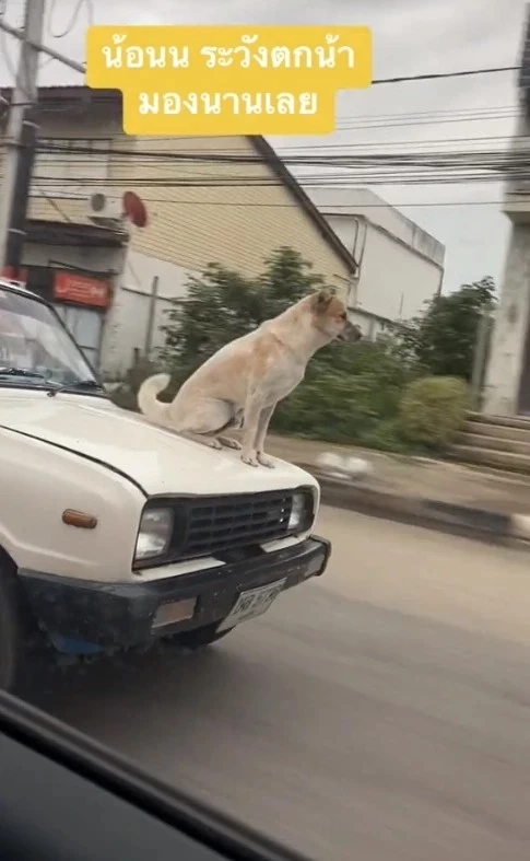 ทาสหมาเป็นห่วง น้อนนั่งหน้ากระโปรงรถ อีกตัวยืนบนหลังคา กลัวน้องพลาดตกรถ