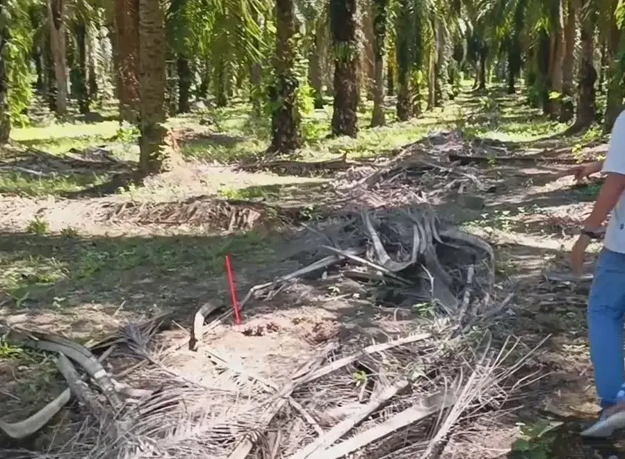 ชาวบ้านโวย โจรแสบขโมยตัดปาล์มน้ำมัน แถมขุดต้นปาล์มอ่อนไปด้วย