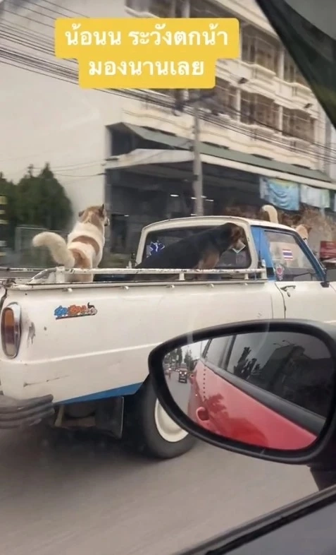 ทาสหมาเป็นห่วง น้อนนั่งหน้ากระโปรงรถ อีกตัวยืนบนหลังคา กลัวน้องพลาดตกรถ