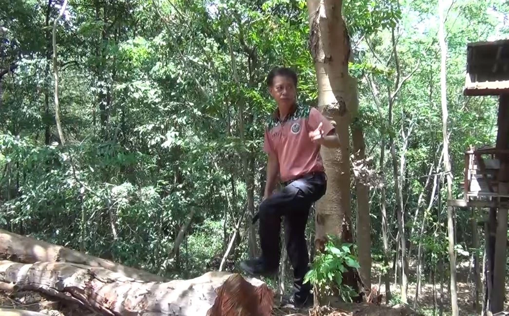 It's beautiful!  30 robbers invaded and robbed the middle of the Siamese rosewood.  From the Botanical Garden, Roi Et Province