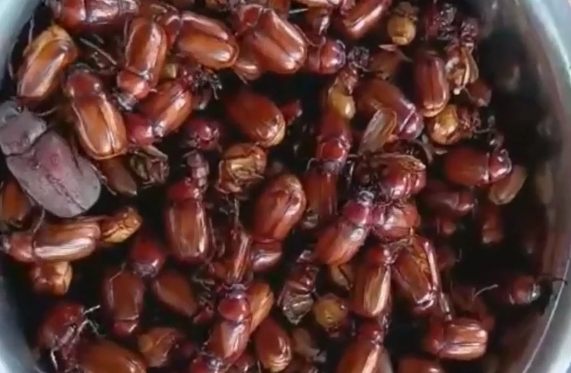 ฝนตกชุ่มฉ่ำ ชาวบ้านออกหาขุด "แมงจีนูน" มาปรุงอาหาร-แบ่งขายสร้างรายได้