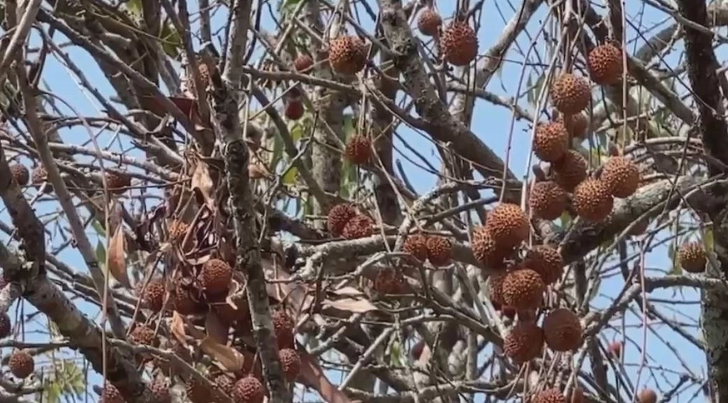 อากาศร้อนจัด ลิ้นจี่สมุทรสงครามยืนต้นตาย เสียหายครึ่งสวน