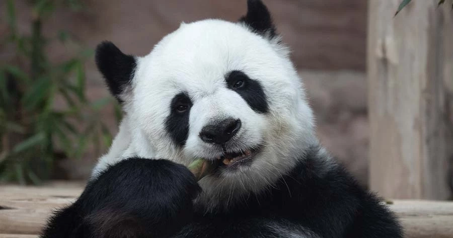 เปิดผลชันสูตร “หลินฮุ่ย” ชรา - หลอดเลือดแดงเสื่อมสภาพ เกิดการแข็งตัว